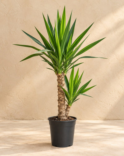 Palmlelie (Yucca elephantipes)