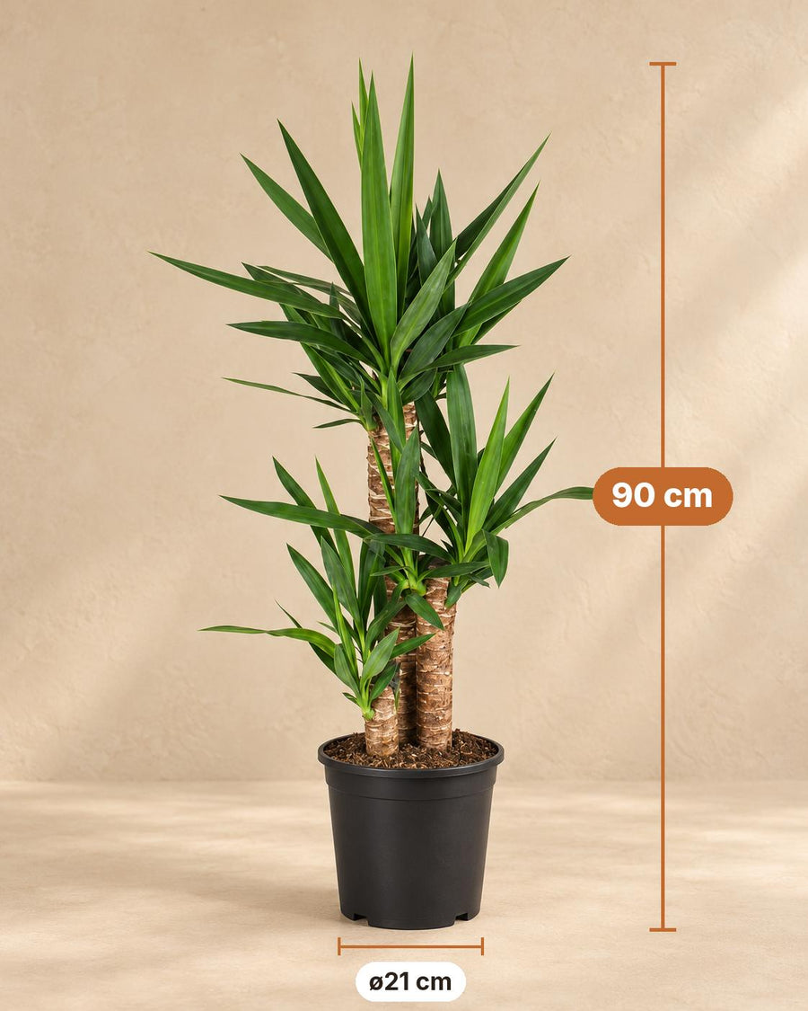 Palmlelie (Yucca) 90 cm hoog, pot ø21 cm