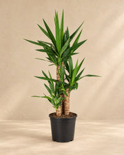 Palmlelie (Yucca)