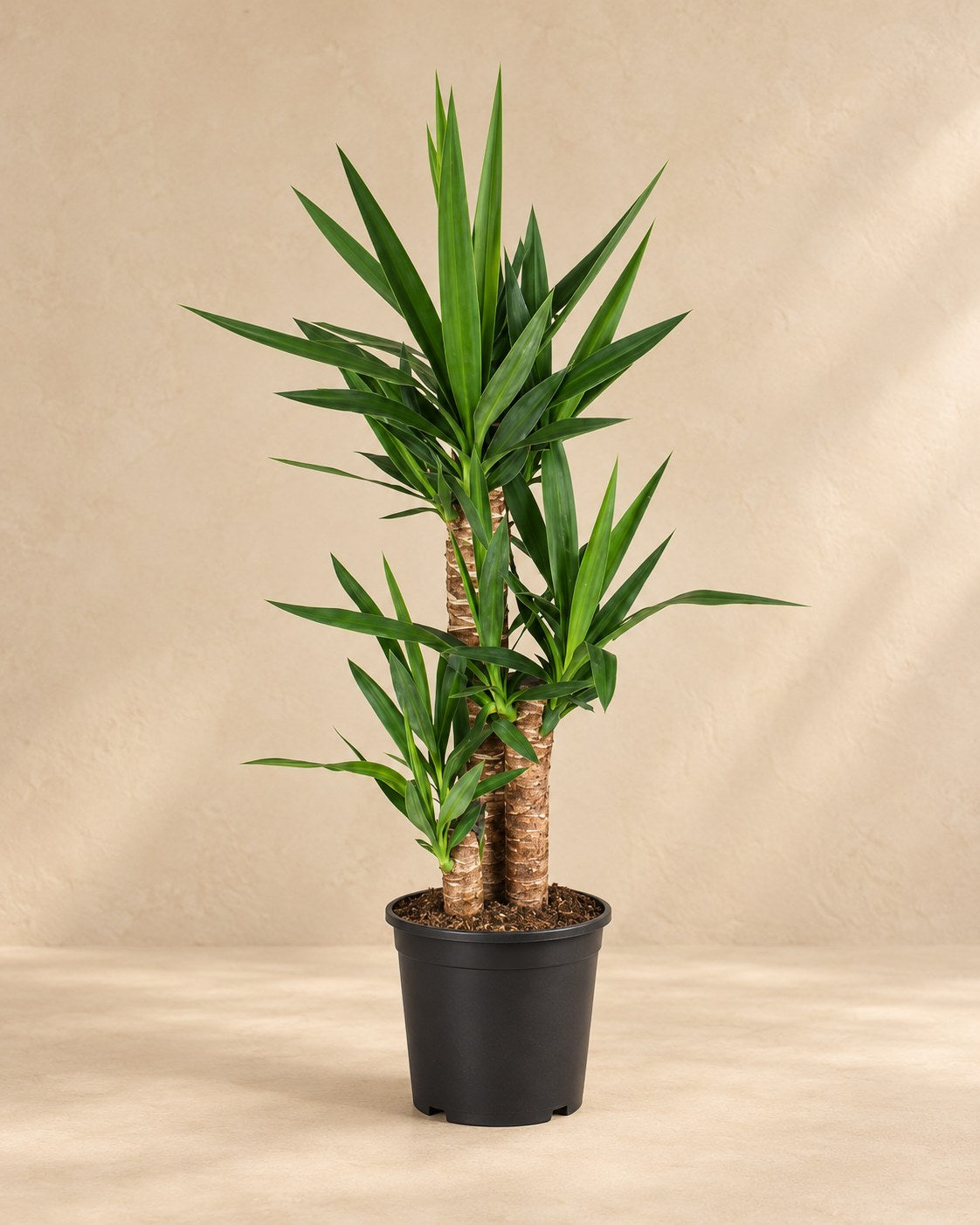 Palmlelie (Yucca)
