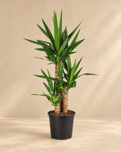Palmlelie (Yucca)
