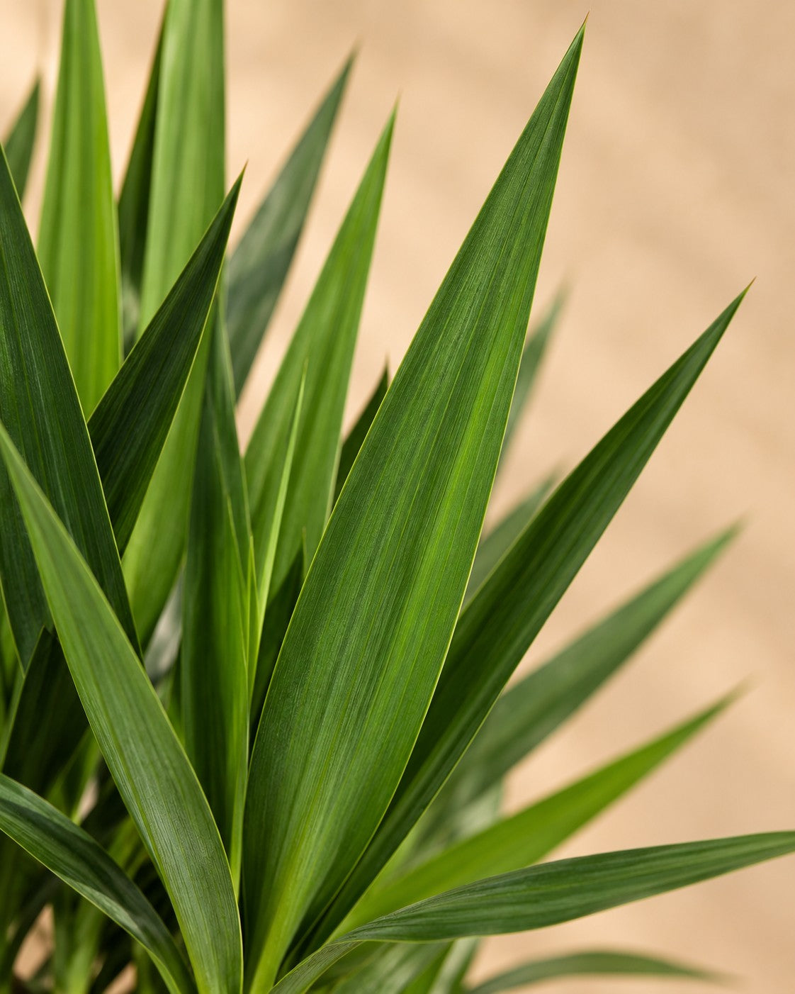 Close-up van het blad van de Yucca elephantipes