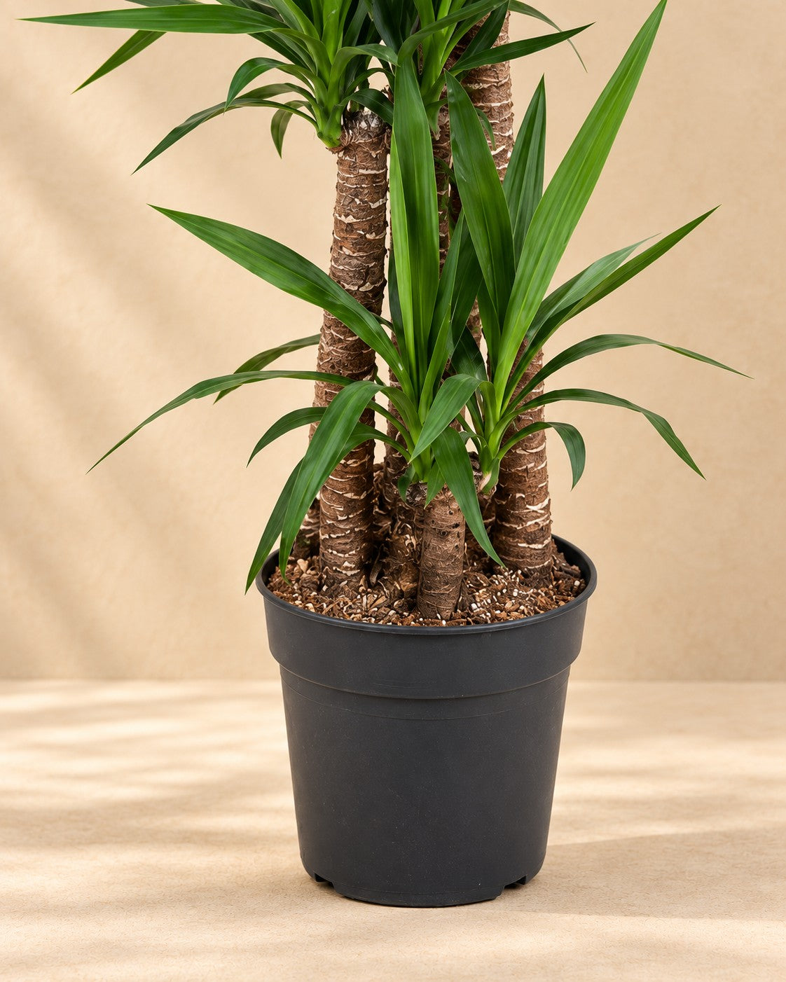 Onderste deel van de Yucca elephantipes met de kweekpot
