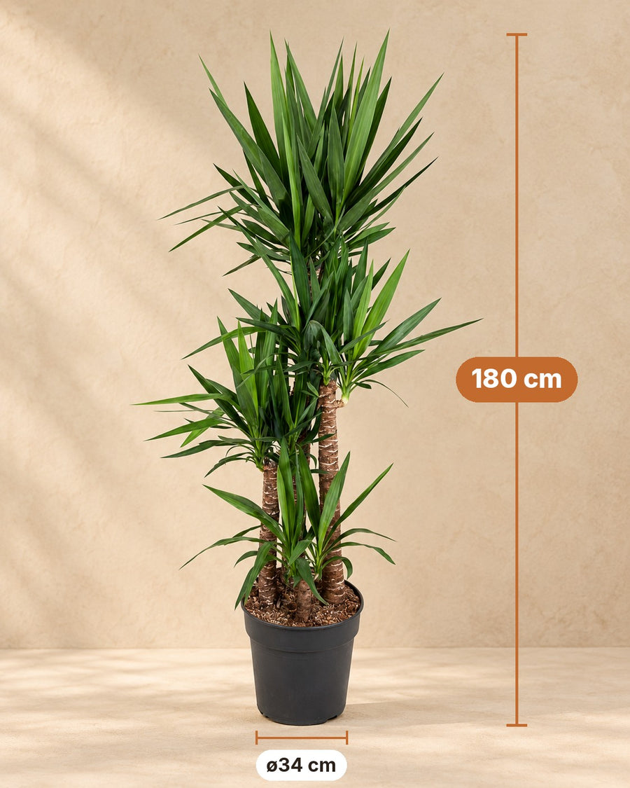 Yucca elephantipes 180 cm hoog, pot ø34 cm