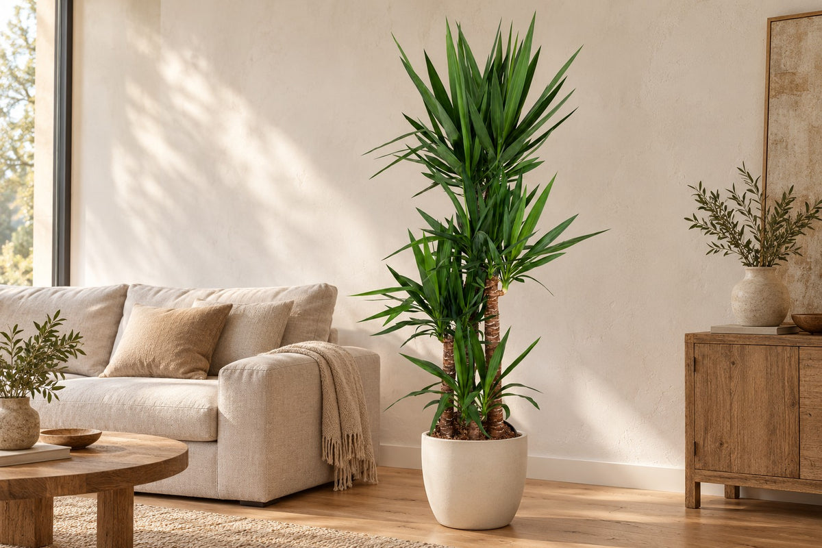 Yucca elephantipes van 180 cm in een witte keramische pot in een lichte woonkamer
