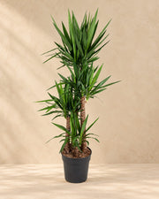 Yucca elephantipes van 180 cm hoog in kweekpot van 34 cm