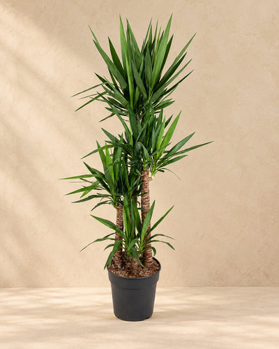 Yucca elephantipes van 180 cm hoog in kweekpot van 34 cm