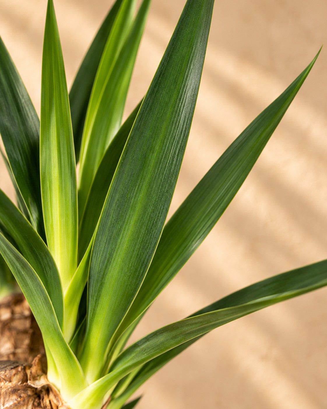 Close-up van het blad van de Yucca elephantipes vertakt