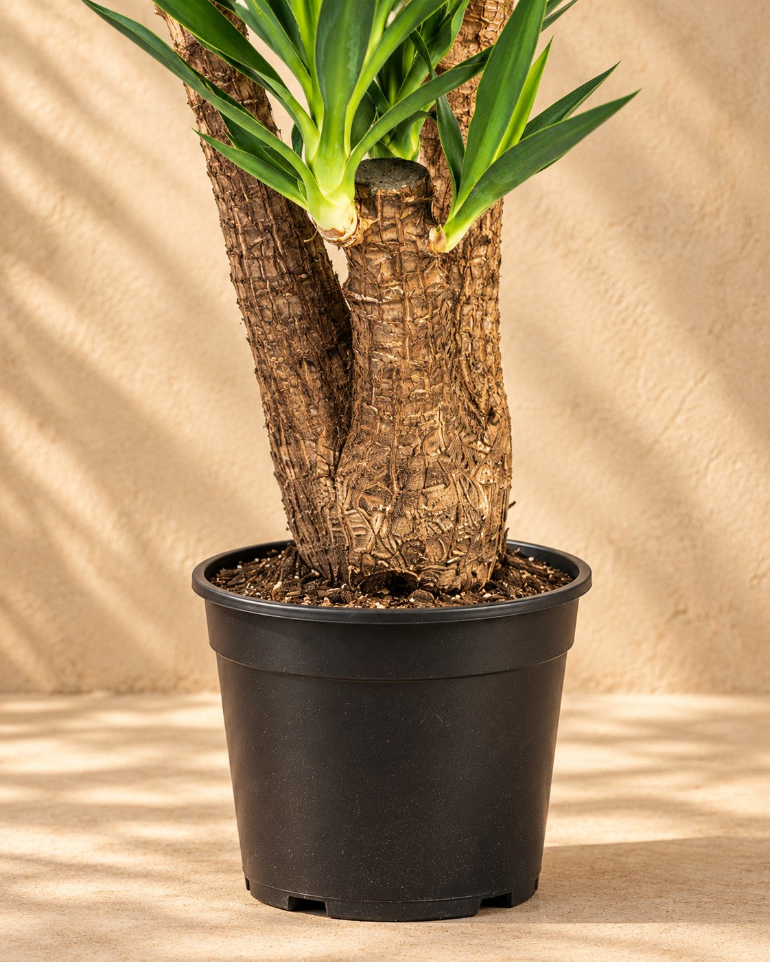 Nedre delen av Yucca elephantipes grenad med odlingskrukan