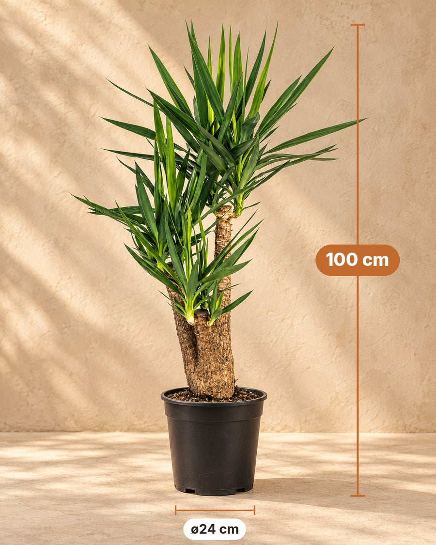 Yucca elephantipes grenad 100 cm hög, kruka ø24 cm, med korg