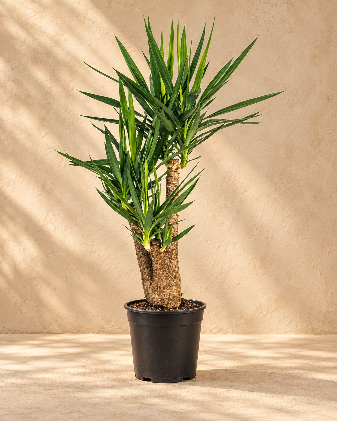 Yucca elephantipes grenad, 100 cm hög i en 24 cm odlingskruka