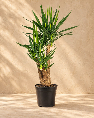 Yucca elephantipes grenad, 100 cm hög i en 24 cm odlingskruka
