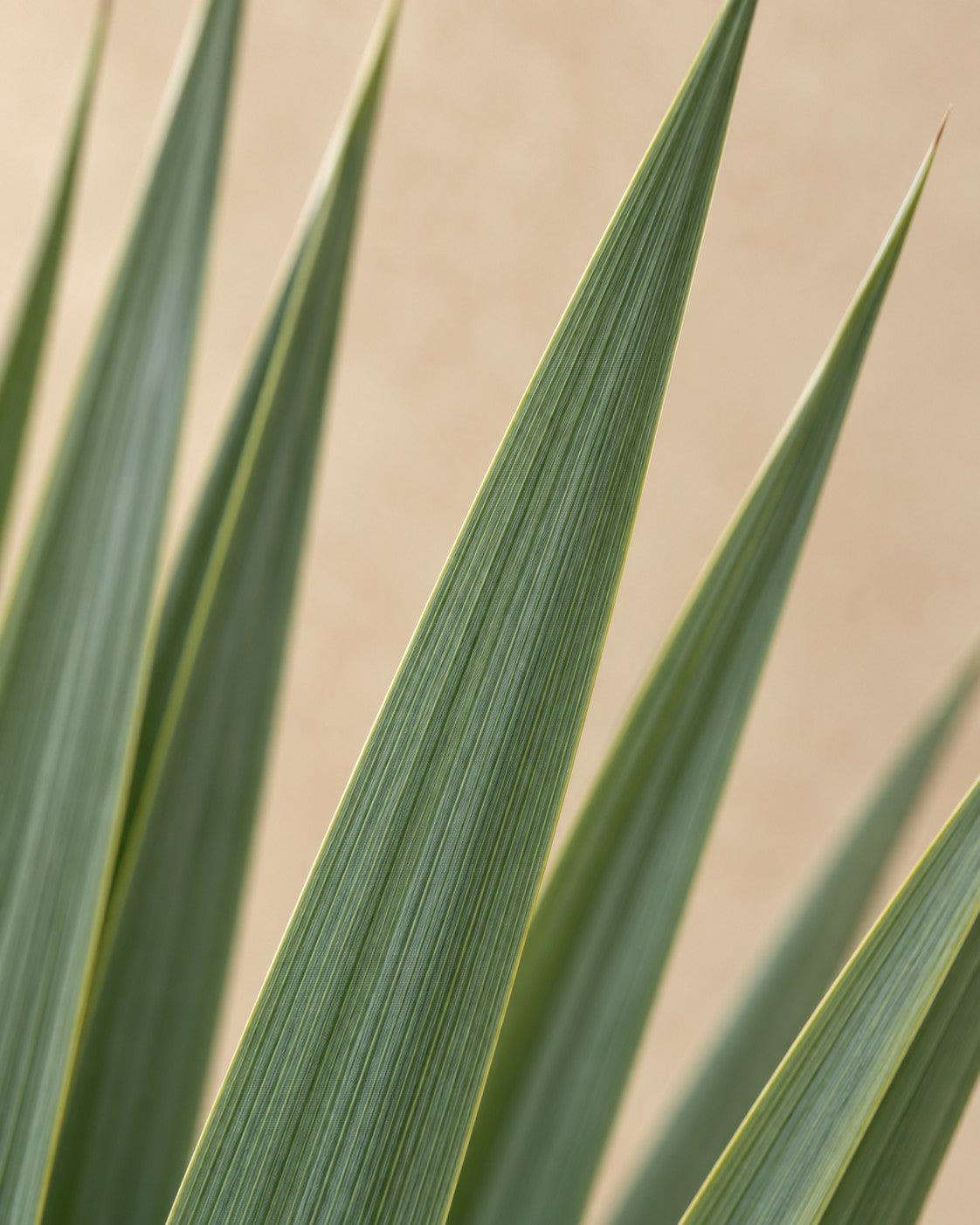 Primo piano delle foglie di Yucca rostrata