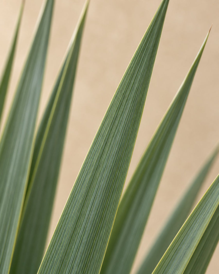 Yucca rostrata 120 cm di altezza, vaso ø40 cm