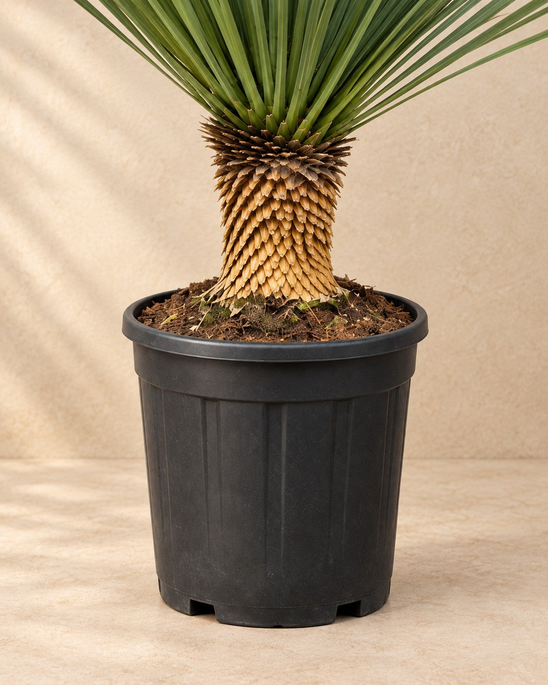 Parte bassa di Yucca rostrata con il vaso di coltivazione