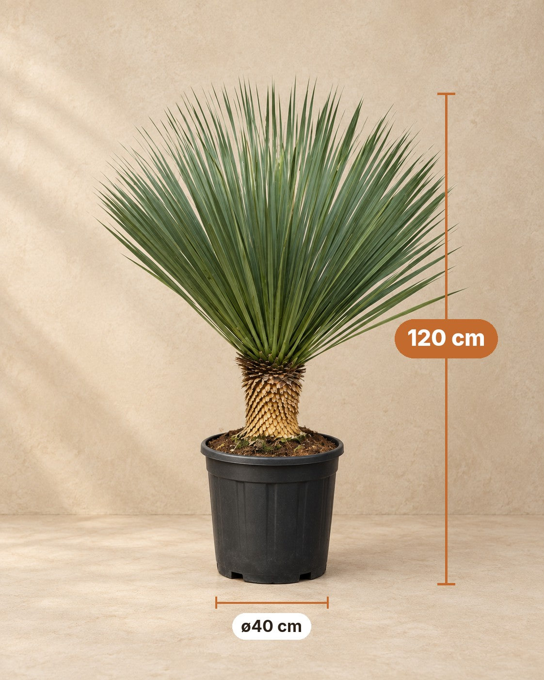 Dimensioni Yucca rostrata: altezza 120 cm, vaso ø40 cm