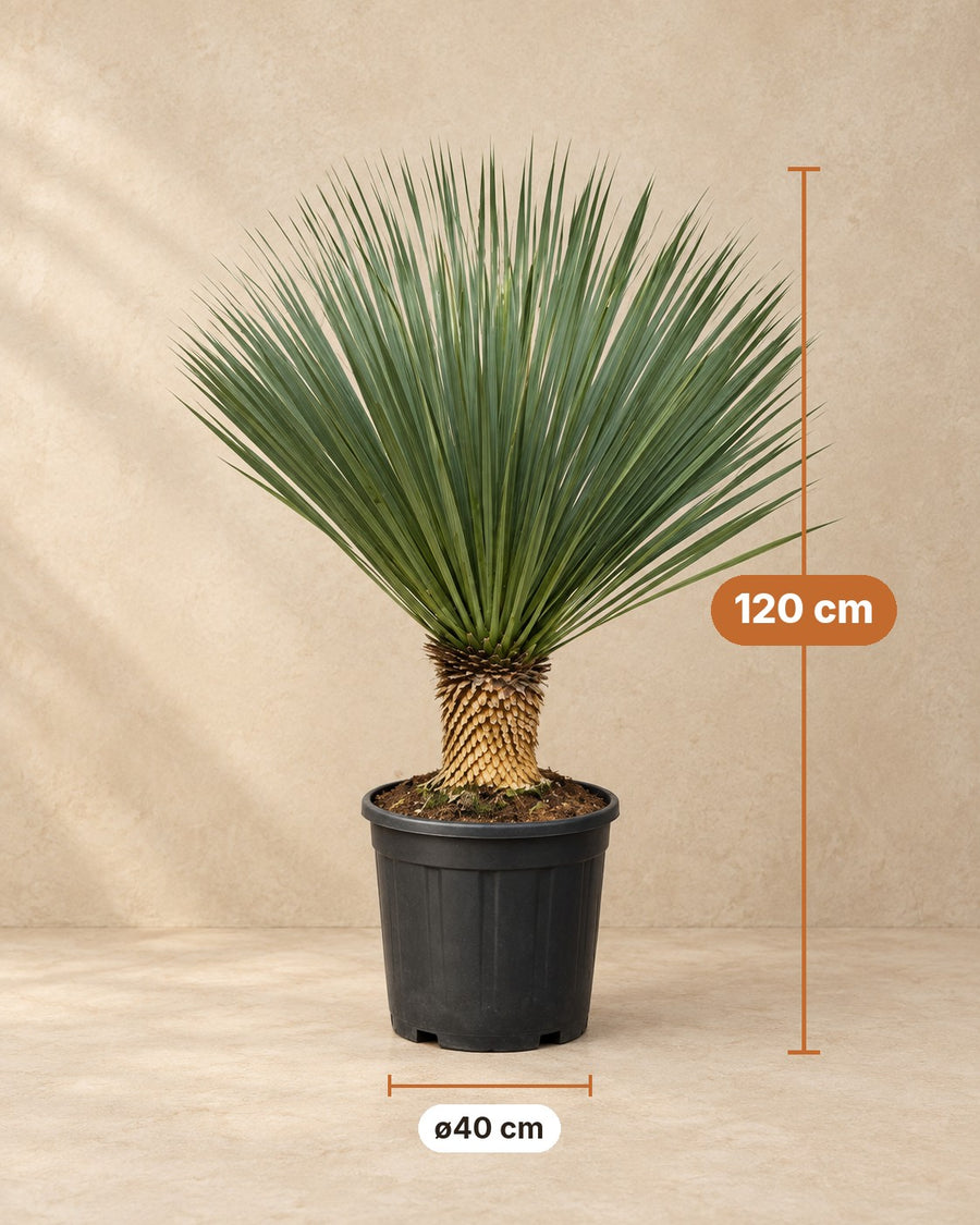 Yucca rostrata 120 cm di altezza, vaso ø40 cm