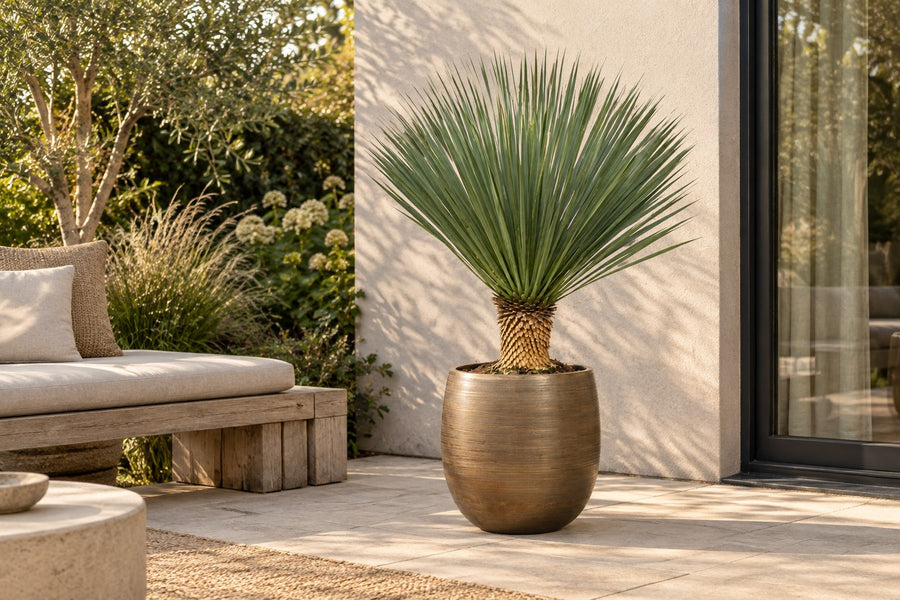 Yucca rostrata 120 cm di altezza, vaso ø40 cm