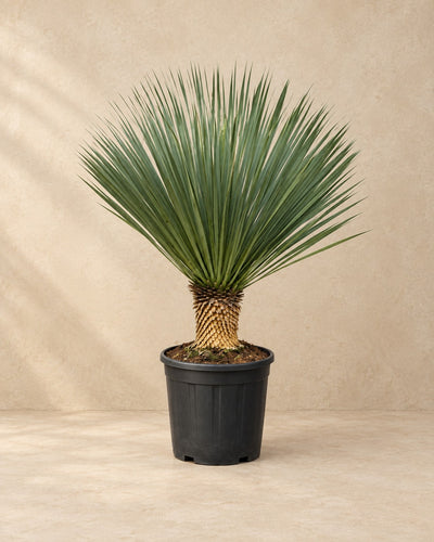 Yucca rostrata, alta 120 cm in vaso di coltivazione da 40 cm