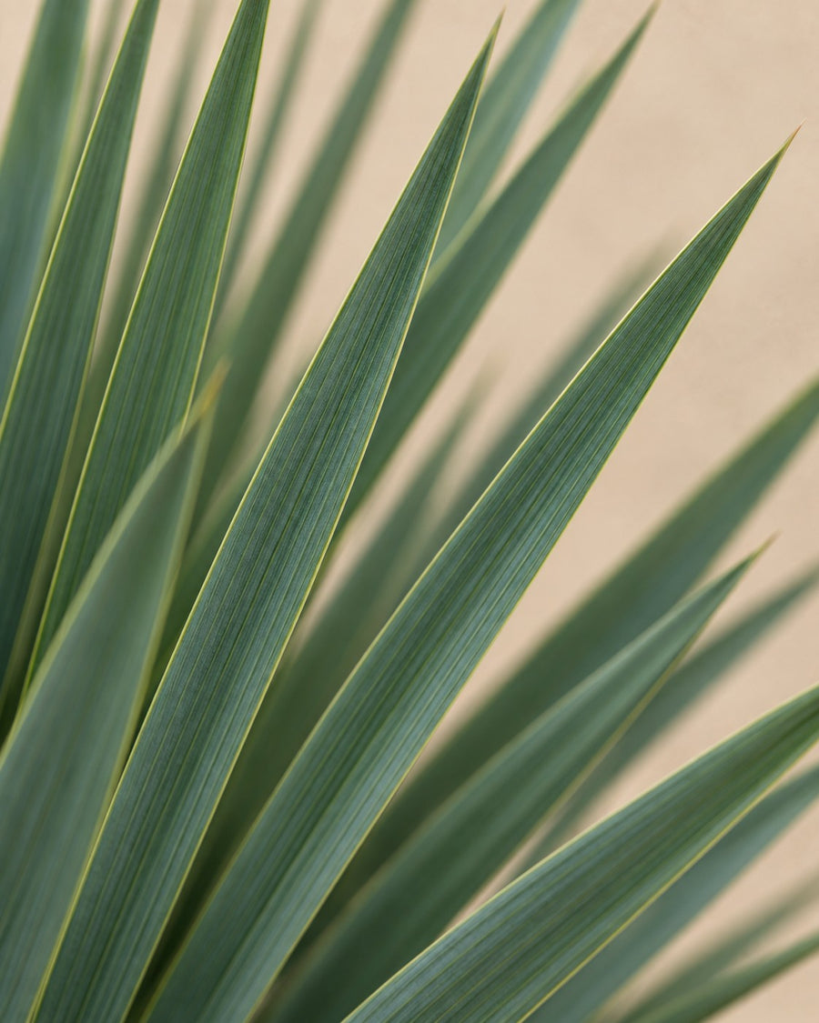 Yucca Rostrata 140cm - ø45