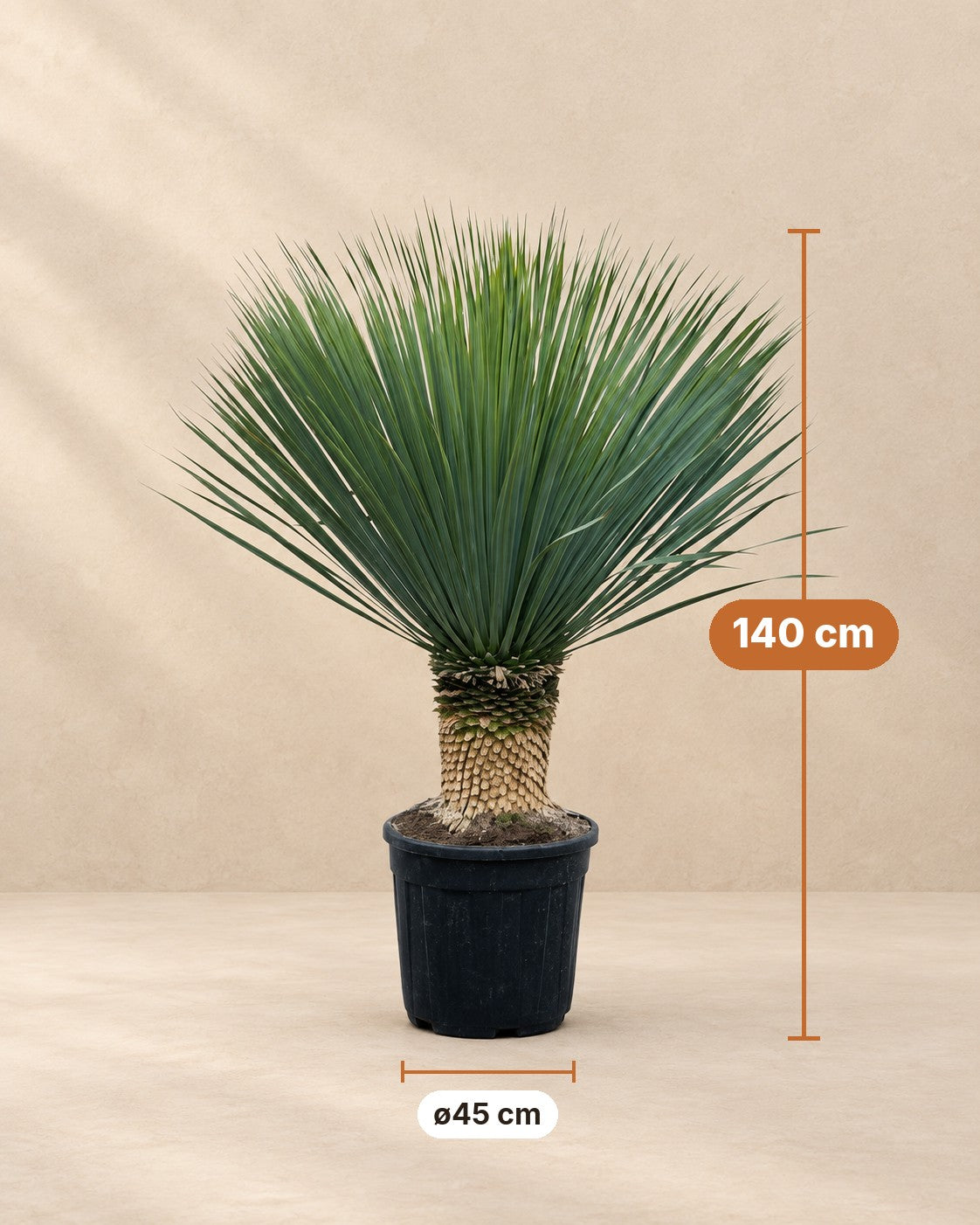 Maße Yucca Rostrata: 140 cm hoch, Topf ø45 cm