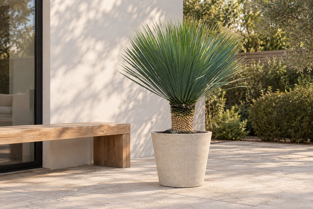 Yucca Rostrata, 140 cm, in Übertopf Bucket Beige Washed auf einer Terrasse
