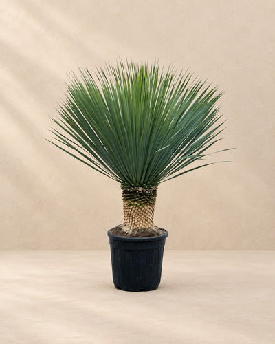 Yucca Rostrata, 140 cm hoch im Anzuchttopf von 45 cm