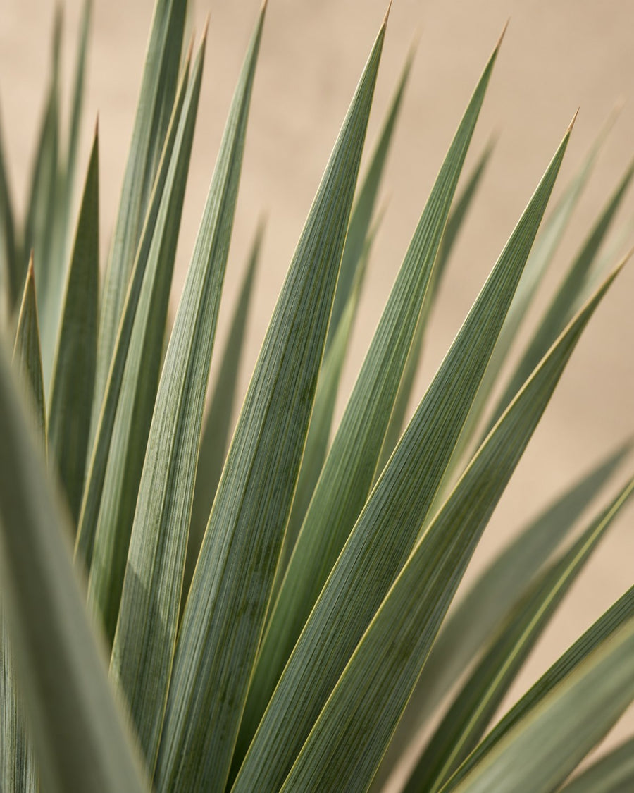 Yucca rostrata 160 cm di altezza, vaso ø50 cm