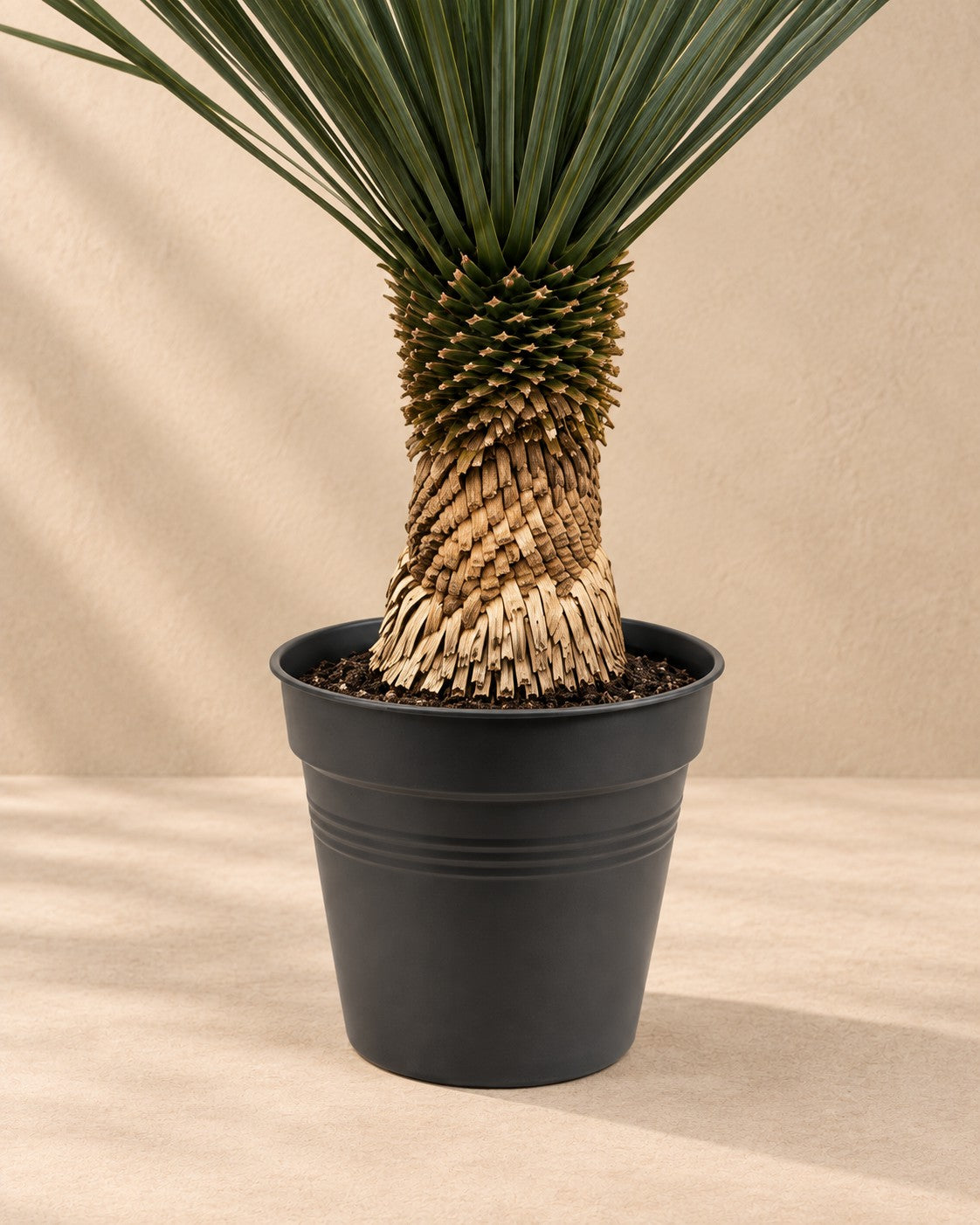 Parte bassa di Yucca rostrata con il vaso di coltivazione