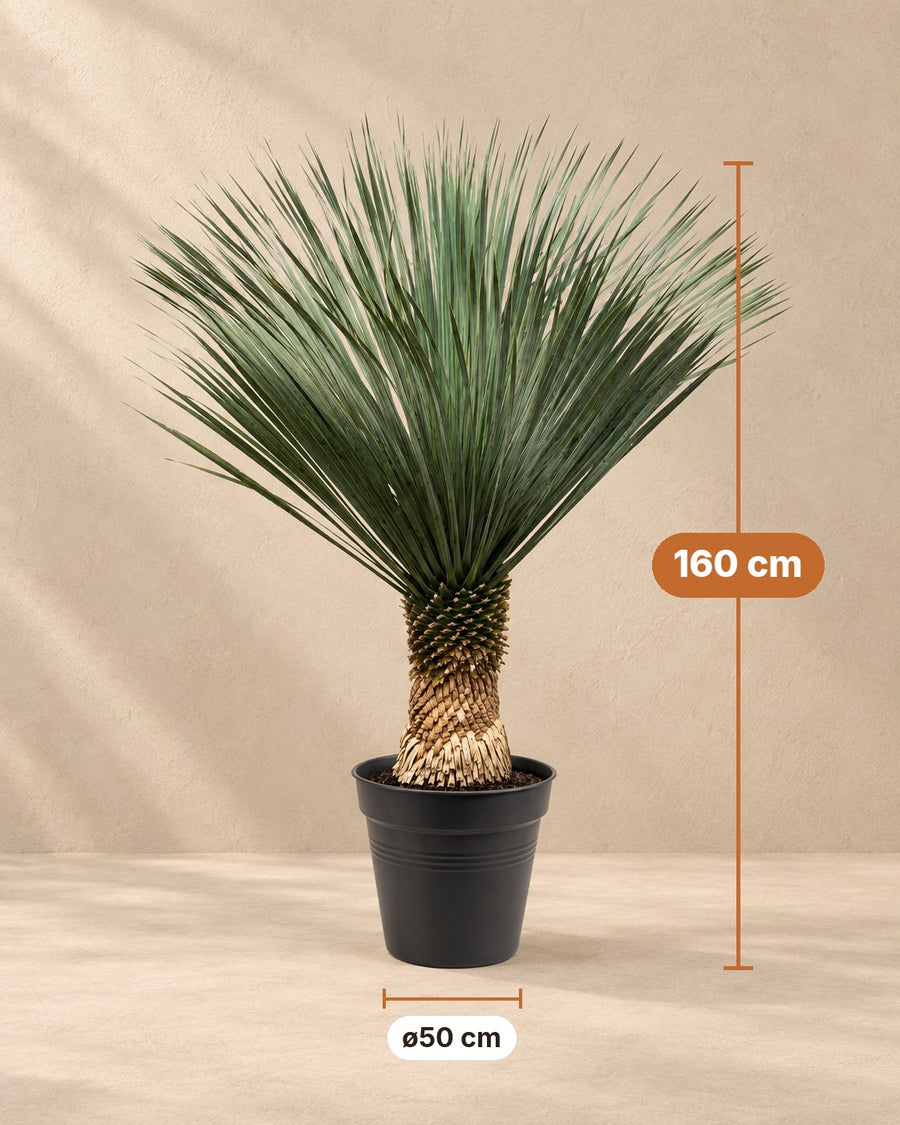 Yucca rostrata 160 cm di altezza, vaso ø50 cm