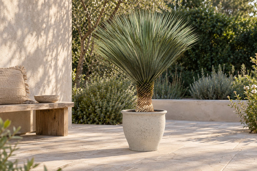 Yucca rostrata 160 cm di altezza, vaso ø50 cm