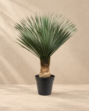 Yucca rostrata, alta 160 cm in vaso di coltivazione da 50 cm