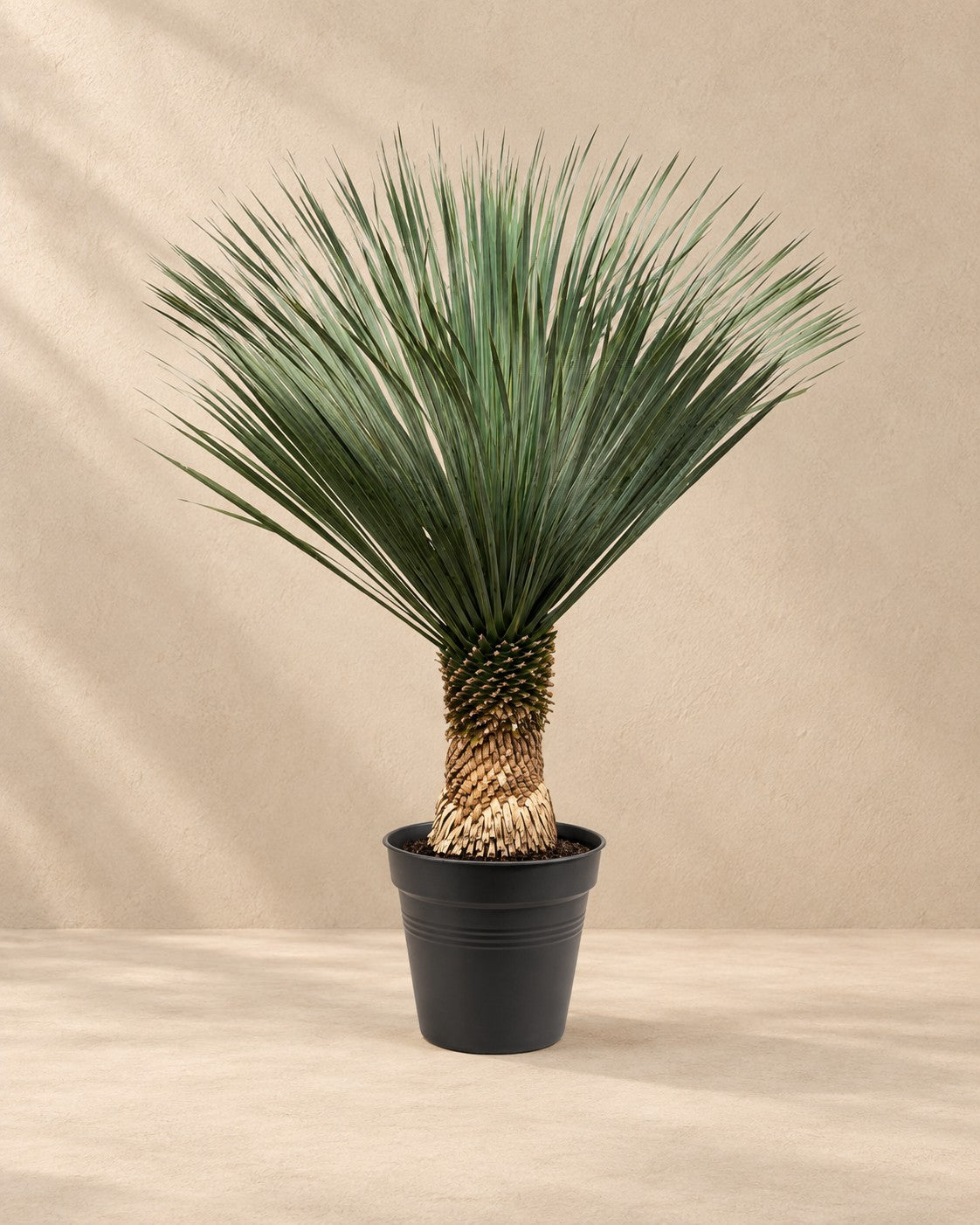 Yucca rostrata, alta 160 cm in vaso di coltivazione da 50 cm