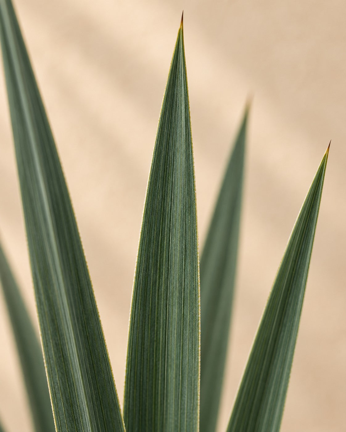 Primo piano delle foglie di Yucca rostrata