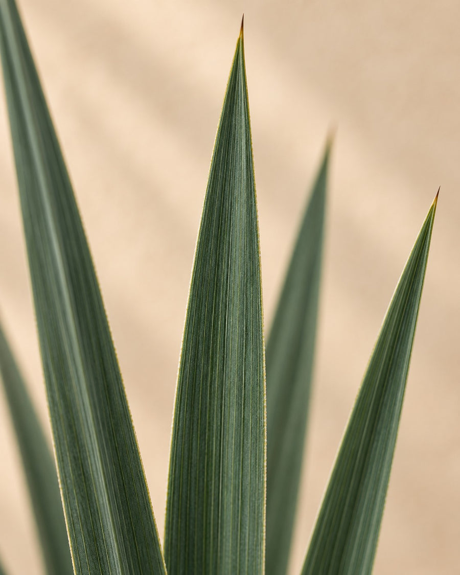 Yucca rostrata 50 cm di altezza, vaso ø24 cm
