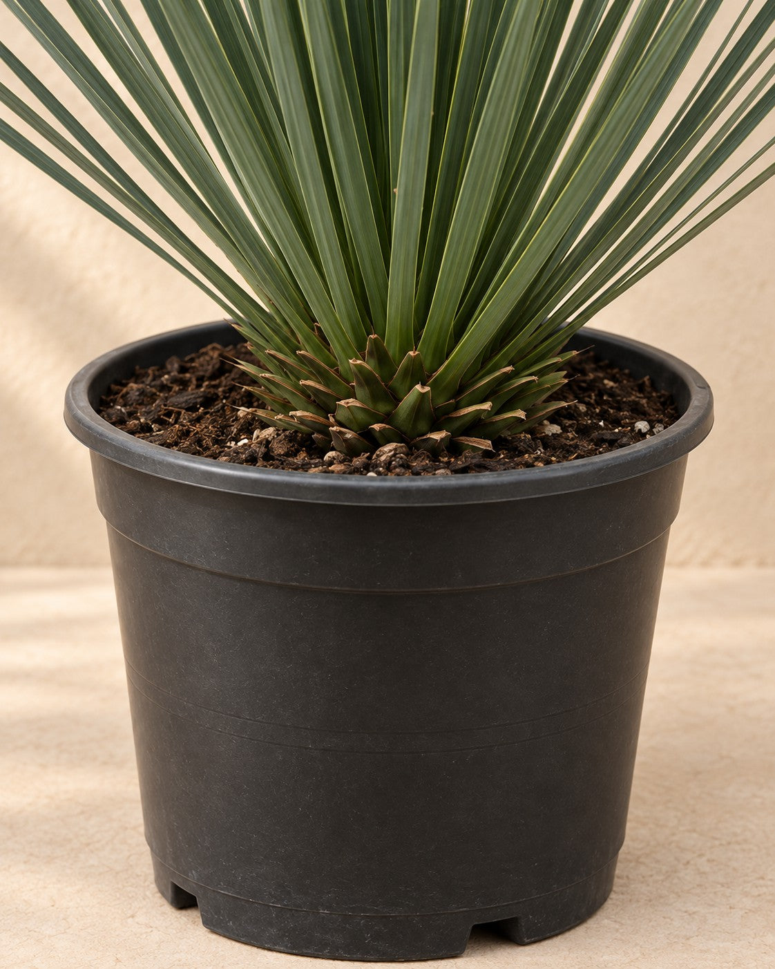 Parte bassa di Yucca rostrata con il vaso di coltivazione
