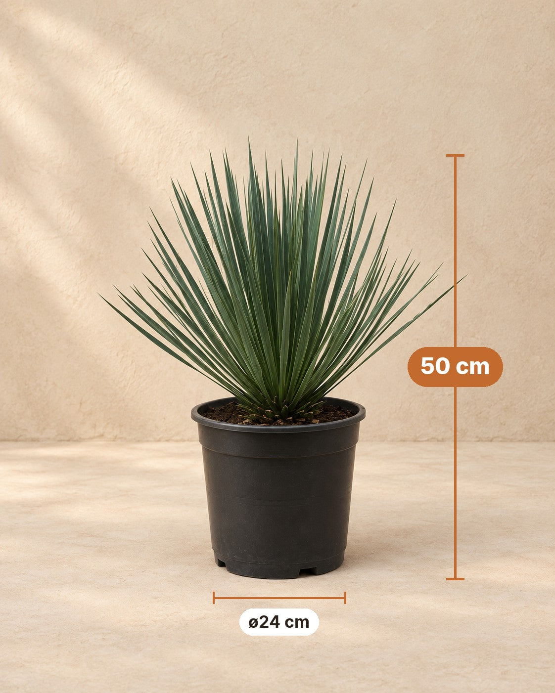 Dimensioni Yucca rostrata: altezza 50 cm, vaso ø24 cm