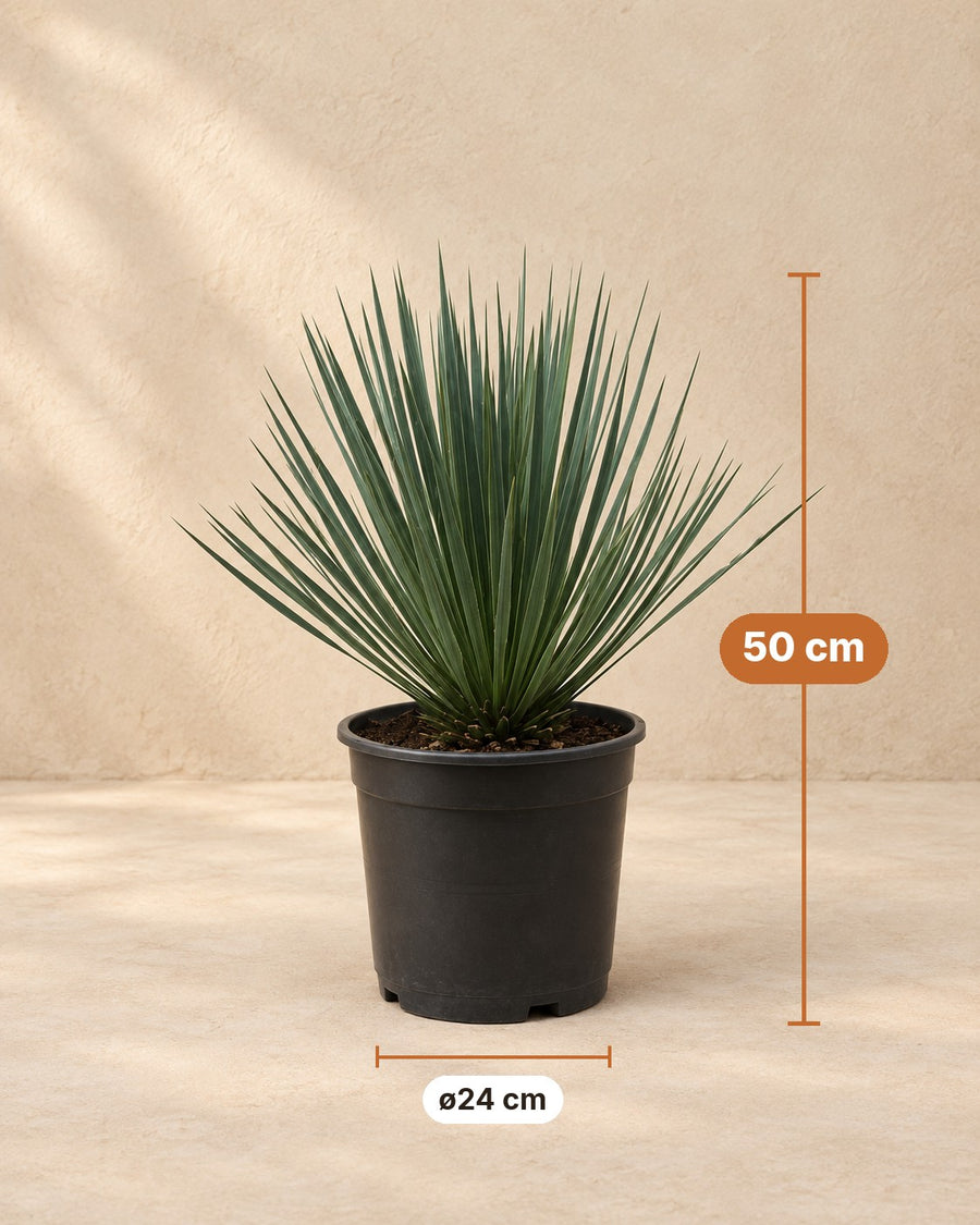 Yucca rostrata 50 cm di altezza, vaso ø24 cm