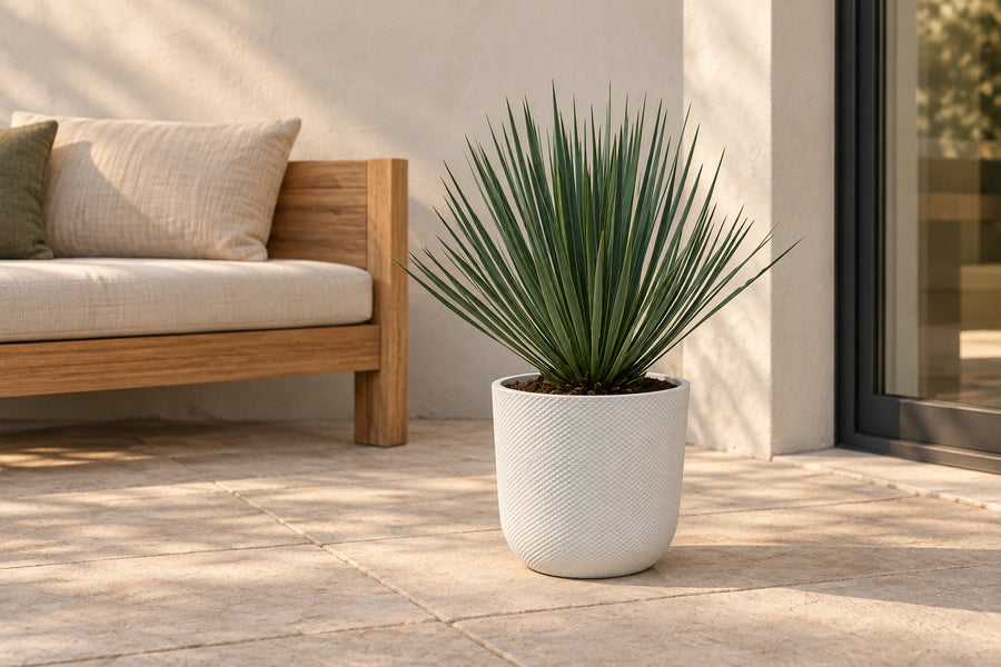 Yucca rostrata 50 cm di altezza, vaso ø24 cm