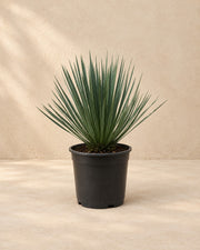Yucca rostrata, alta 50 cm in vaso di coltivazione da 24 cm