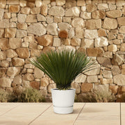 Yucca rostrata 70 cm hoog, pot ø30 cm in de tuin