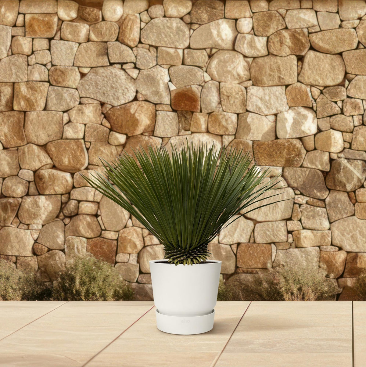 Yucca rostrata 70 cm hoog, pot ø30 cm in de tuin