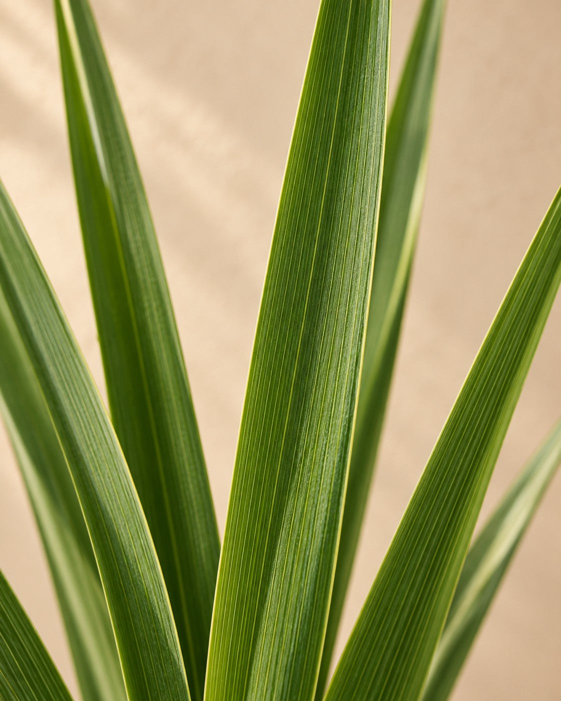 Primo piano delle foglie di Yucca rostrata