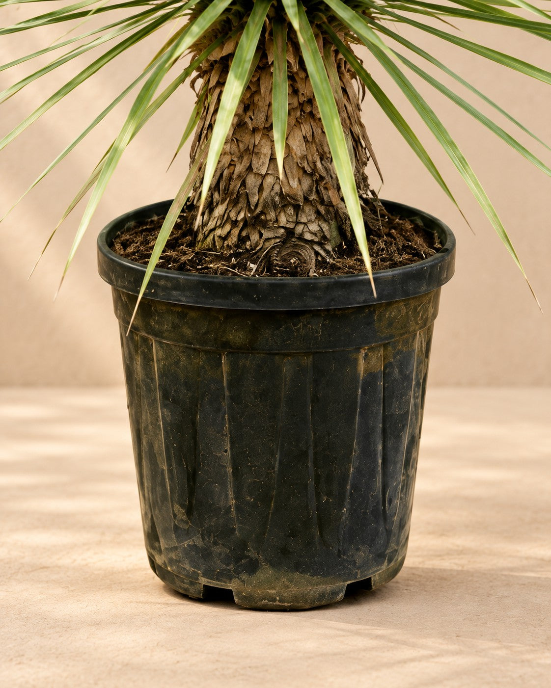 Parte bassa di Yucca rostrata con il vaso di coltivazione