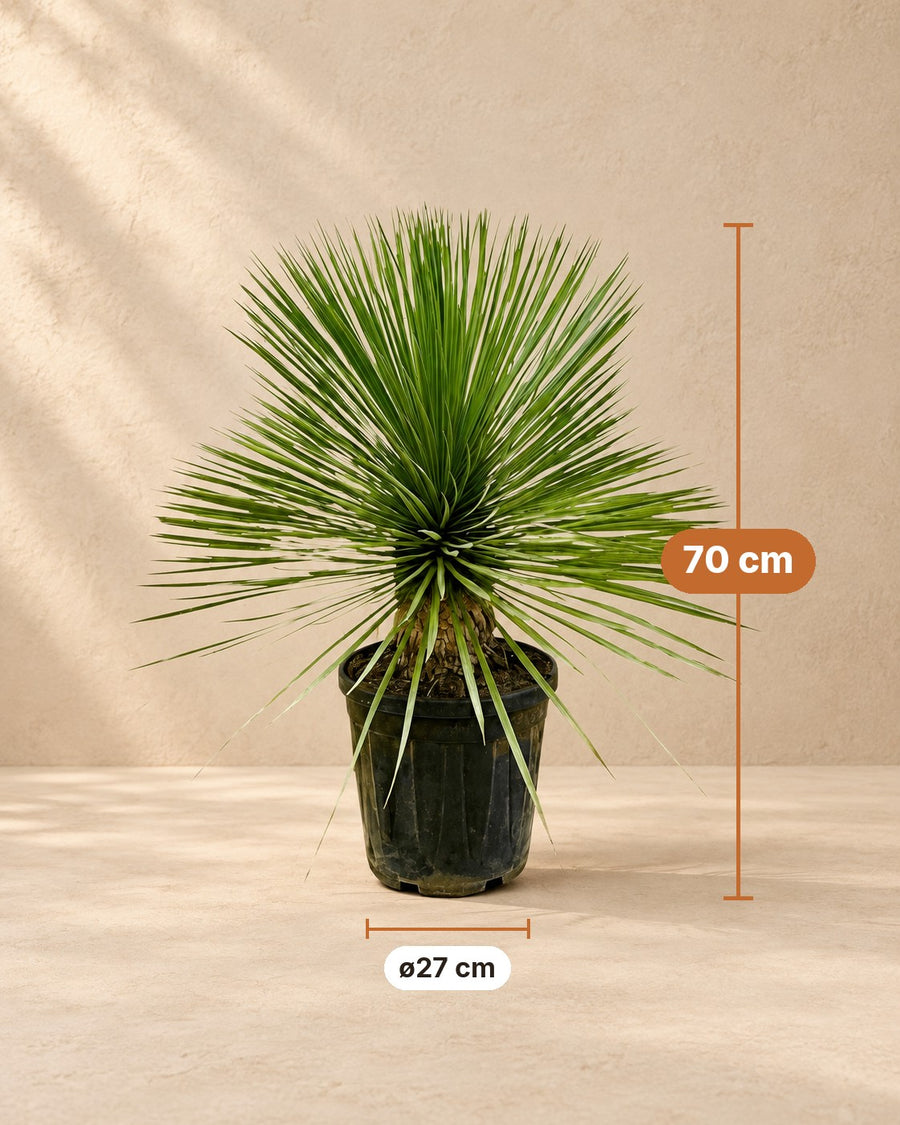 Yucca rostrata 70 cm di altezza, vaso ø27 cm