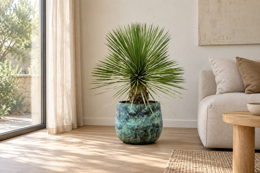 Yucca rostrata 70 cm di altezza, vaso ø27 cm