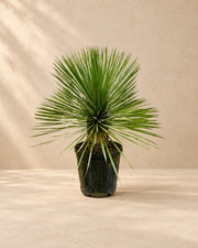 Yucca rostrata, alta 70 cm in vaso di coltivazione da 27 cm