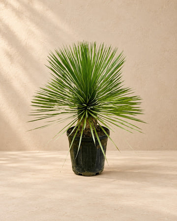 Yucca Rostrata