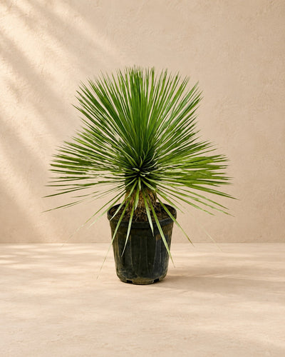 Yucca rostrata, alta 70 cm in vaso di coltivazione da 27 cm