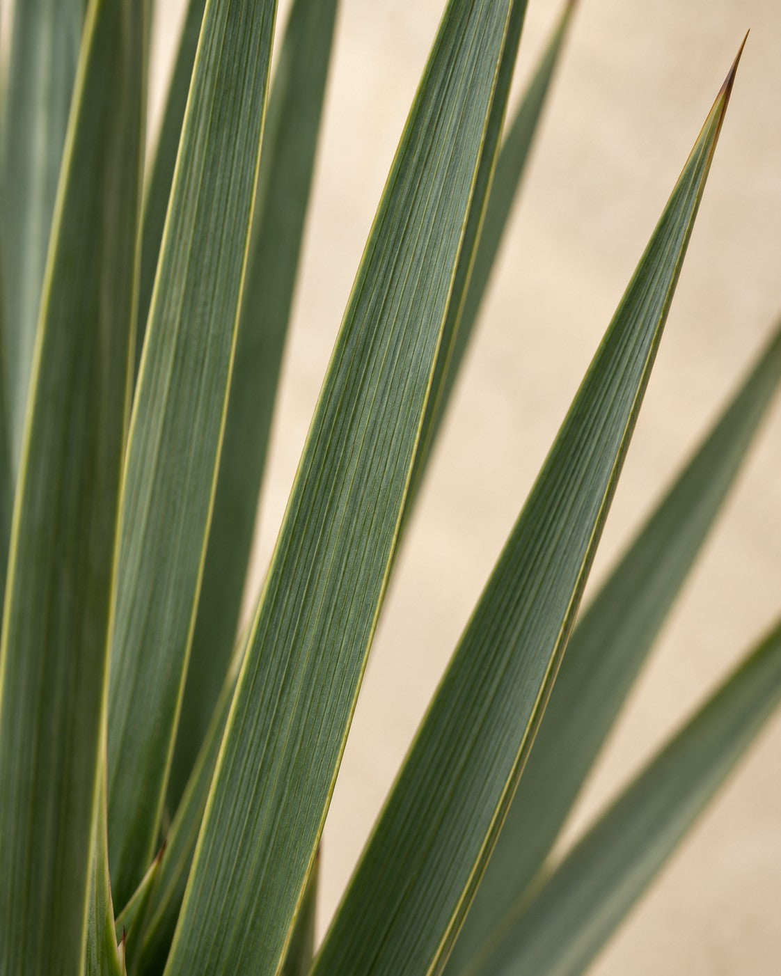 Close-up van het blad van de Yucca rostrata 80-100 cm hoog